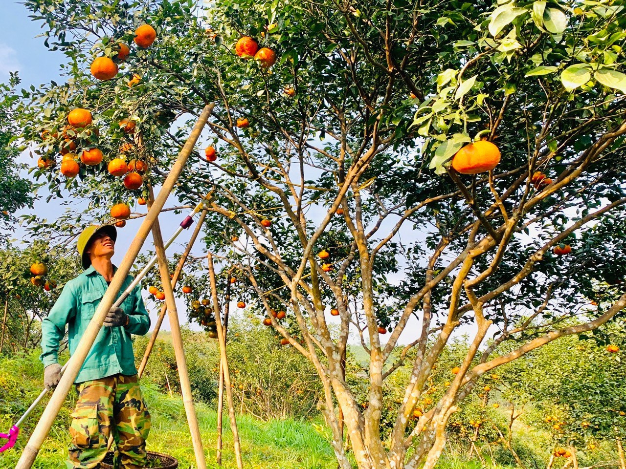 Dân sinh - Đặc sản cam chanh, cam bù Hà Tĩnh rộn ràng chờ Tết (Hình 5).