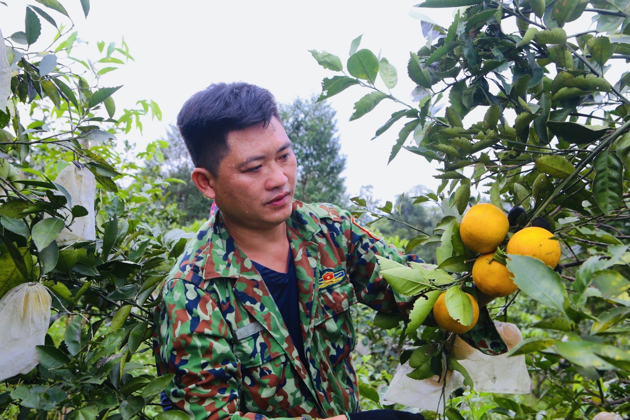 Dân sinh - Đặc sản cam chanh, cam bù Hà Tĩnh rộn ràng chờ Tết (Hình 2).