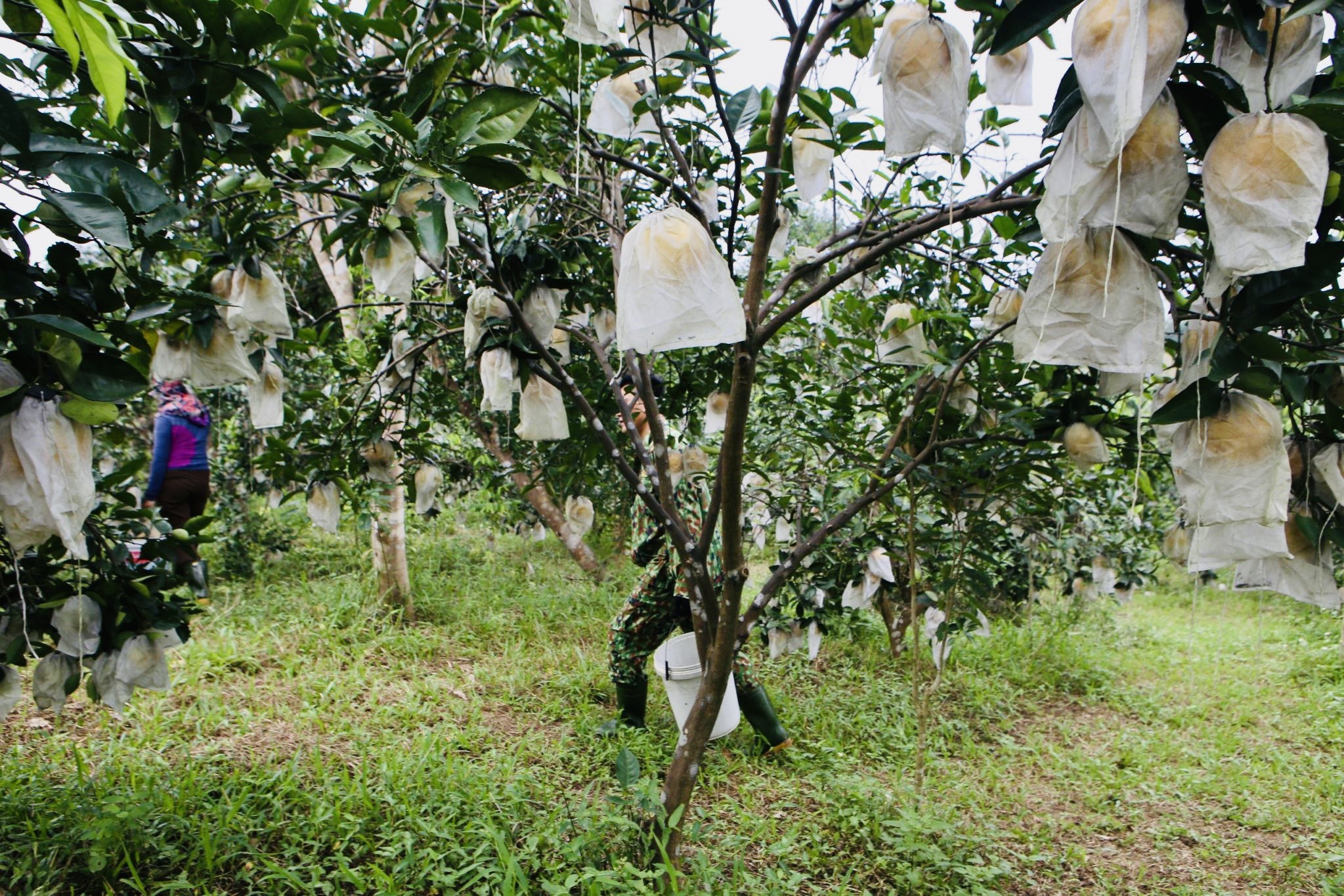 Dân sinh - Đặc sản cam chanh, cam bù Hà Tĩnh rộn ràng chờ Tết (Hình 3).