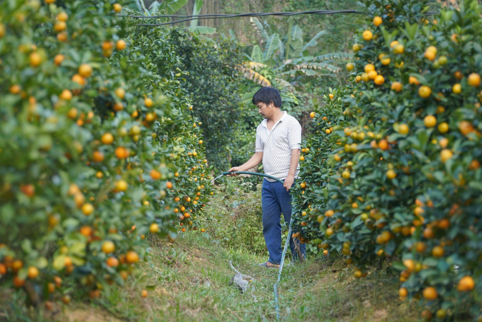 Dân sinh - Trồng quất trên vùng đồi Hà Tĩnh