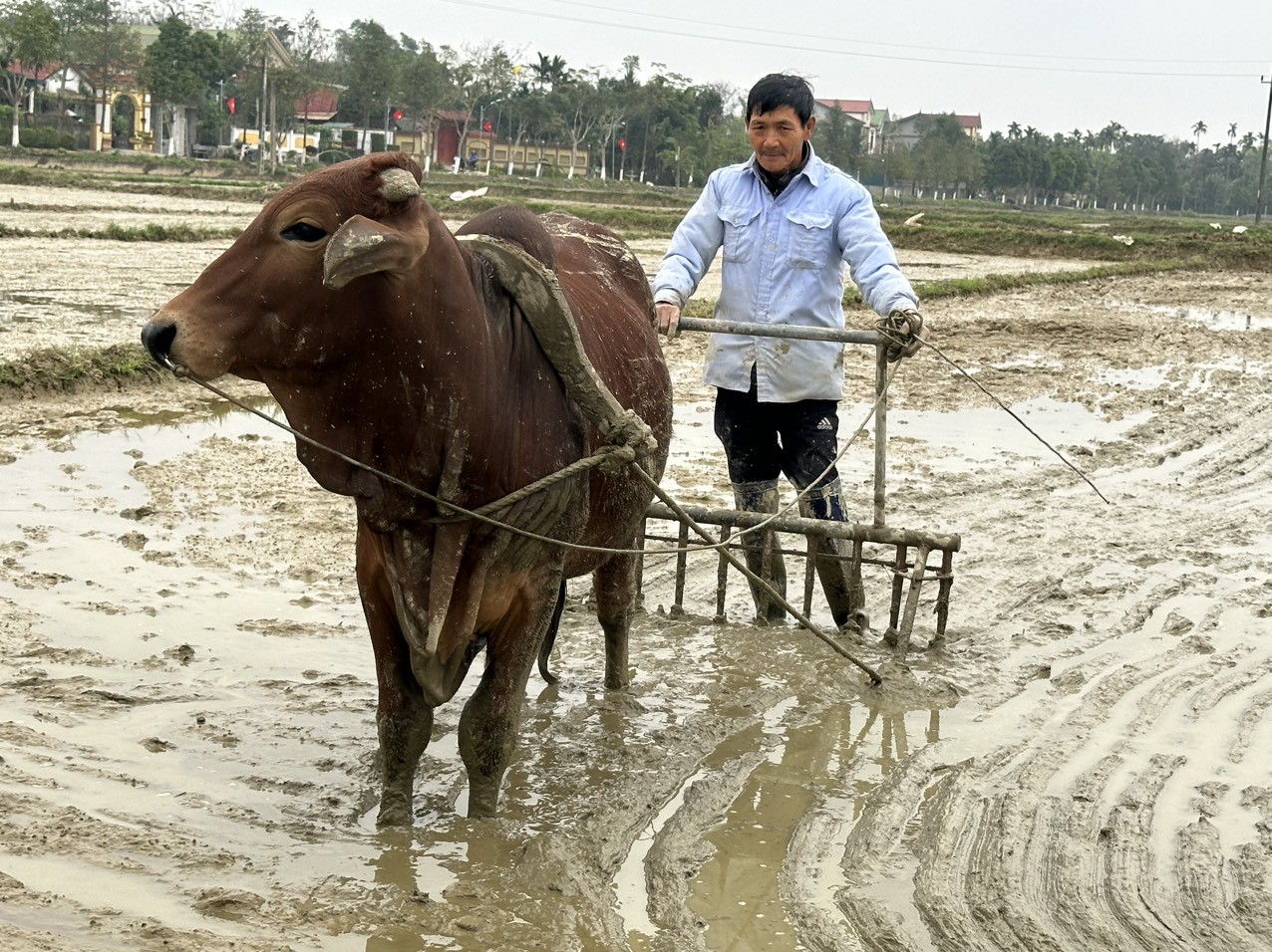 Dân sinh - Lạnh sâu, người nông dân vẫn phải ra đồng gieo cấy (Hình 6).