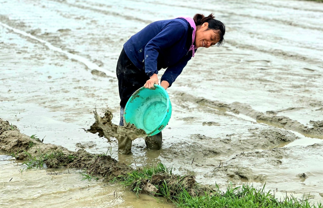 Dân sinh - Lạnh sâu, người nông dân vẫn phải ra đồng gieo cấy (Hình 4).