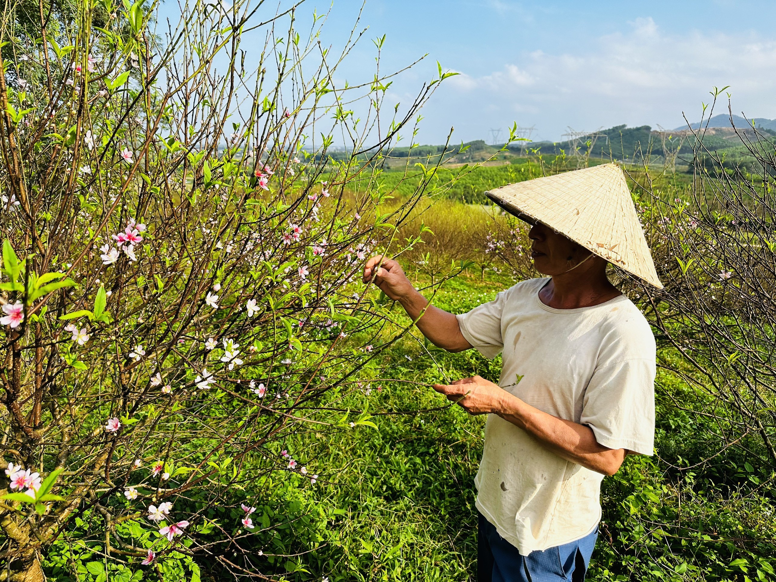 Dân sinh - Thời tiết lạnh sâu, người trồng đào vui mừng “chỉnh” đào nở đúng Tết (Hình 3).