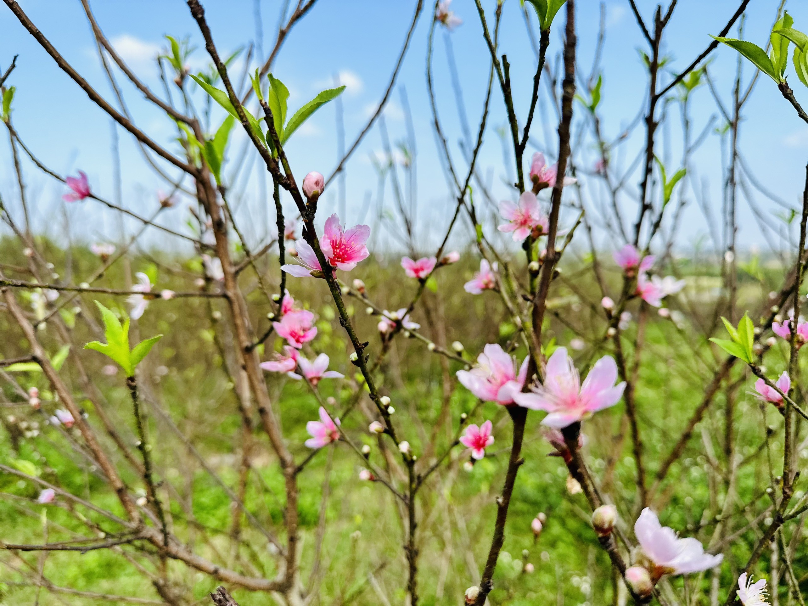 Dân sinh - Thời tiết lạnh sâu, người trồng đào vui mừng “chỉnh” đào nở đúng Tết (Hình 4).