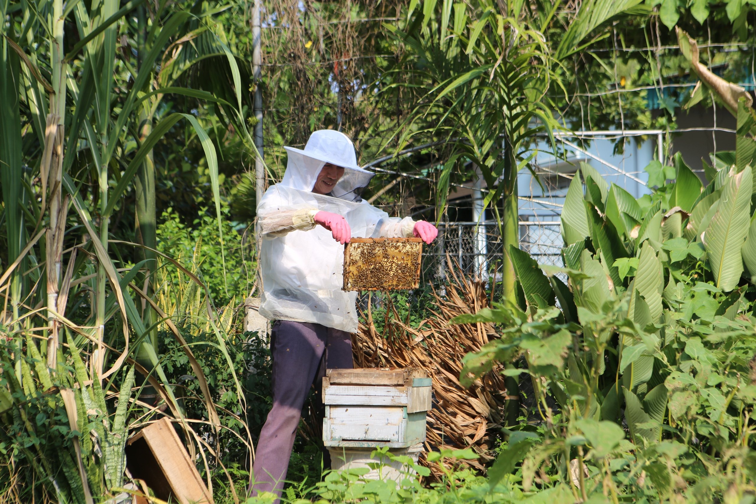 Dân sinh - Mùa “săn” ong rừng (Hình 5).