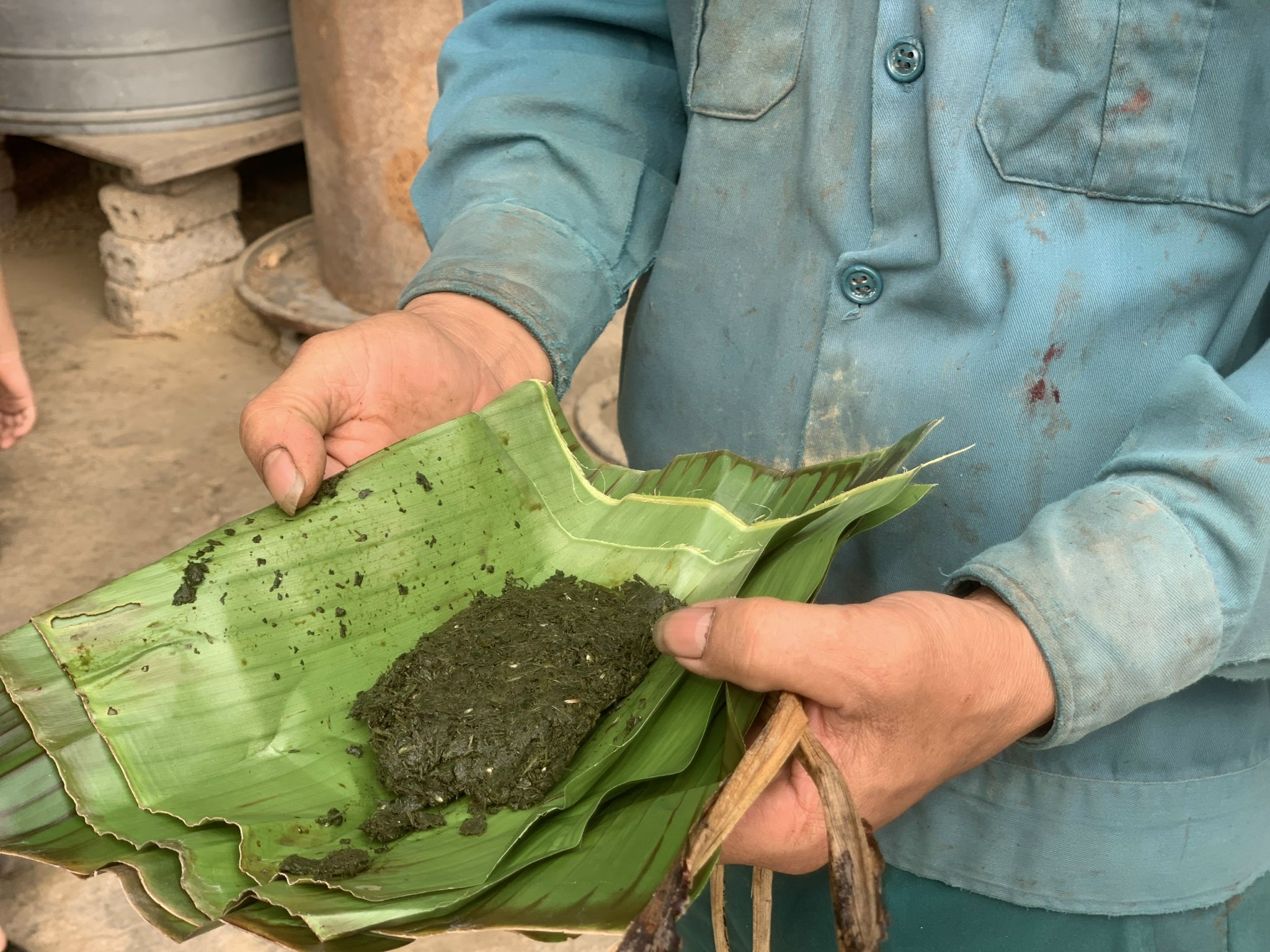 Dân sinh - Mùa Xuân hái lộc nhung (Hình 3).