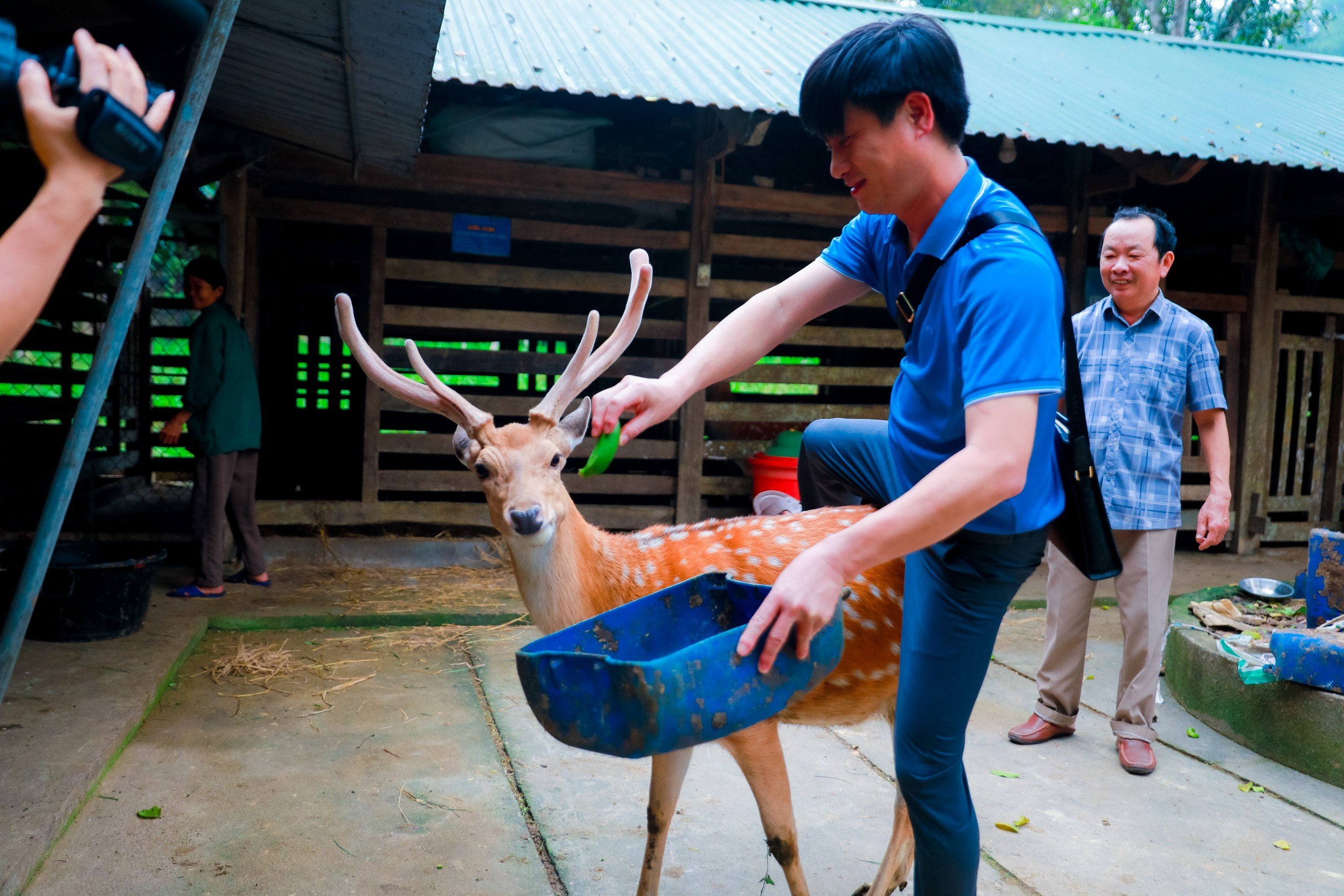 Dân sinh - Độc lạ chú hươu sao đi bằng 2 chân ở Hà Tĩnh