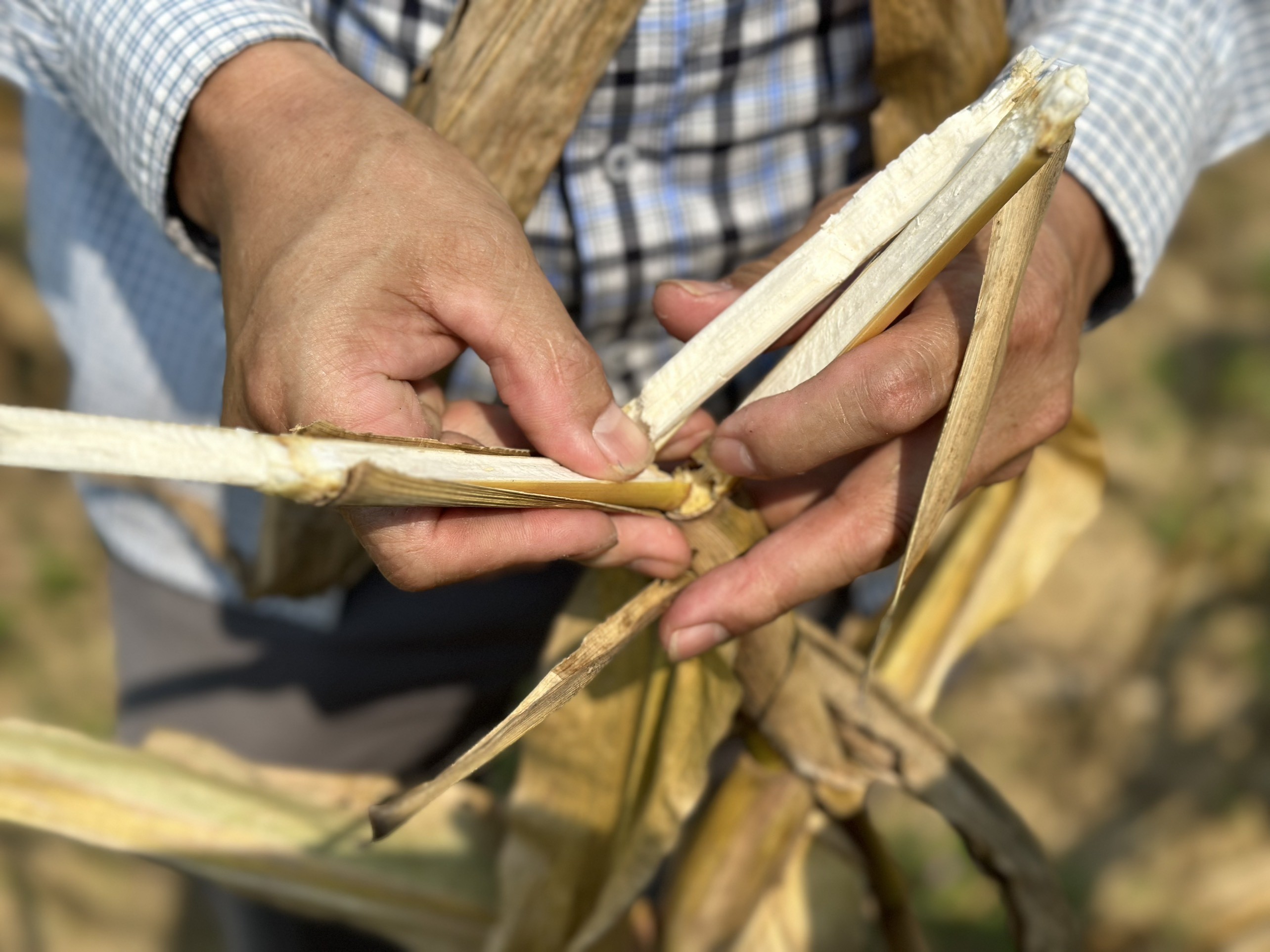 Dân sinh - Chưa xác định được nguyên nhân hơn 80 ha ngô của người dân bị chết khô (Hình 3).