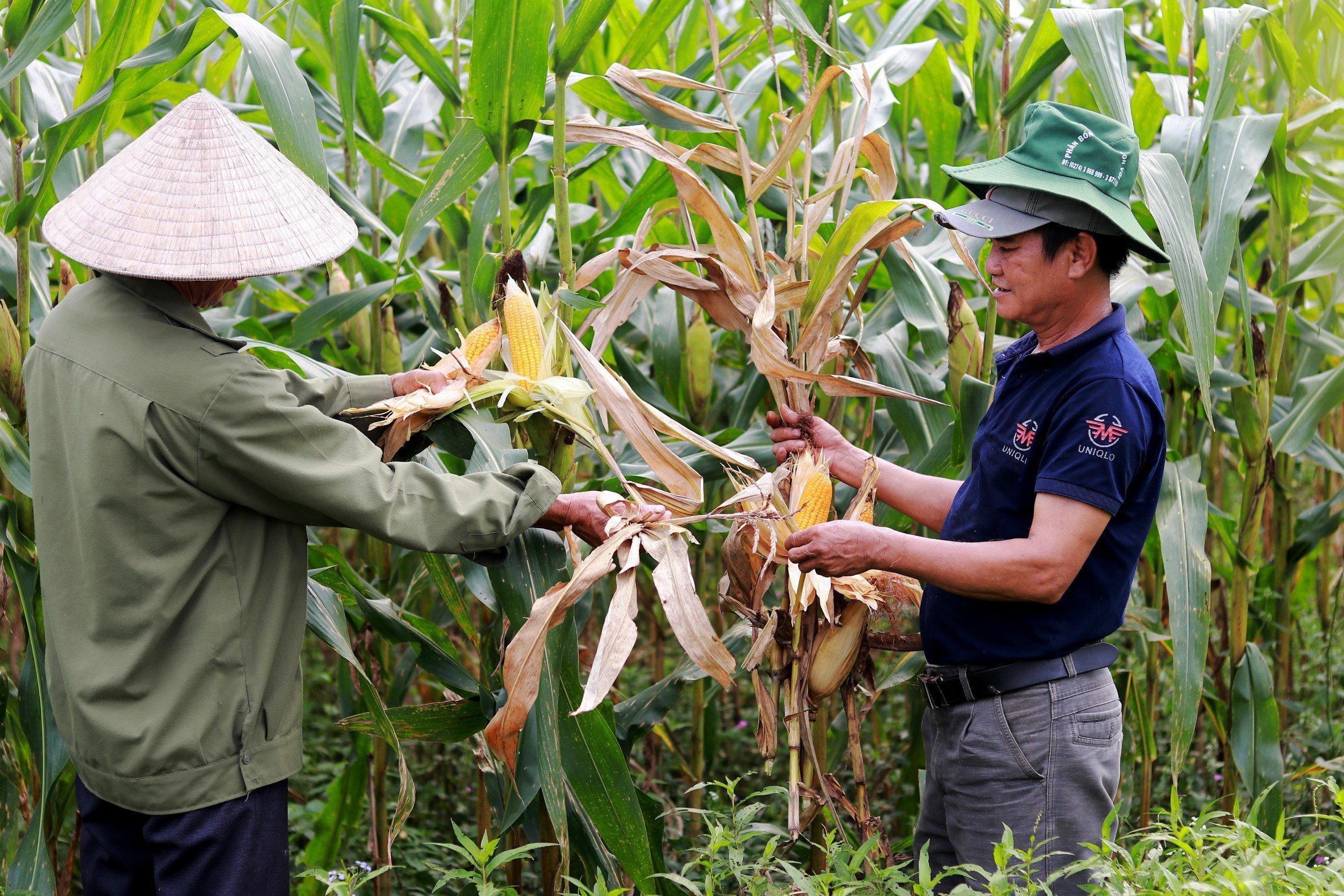 Dân sinh - Chưa xác định được nguyên nhân hơn 80 ha ngô của người dân bị chết khô (Hình 7).