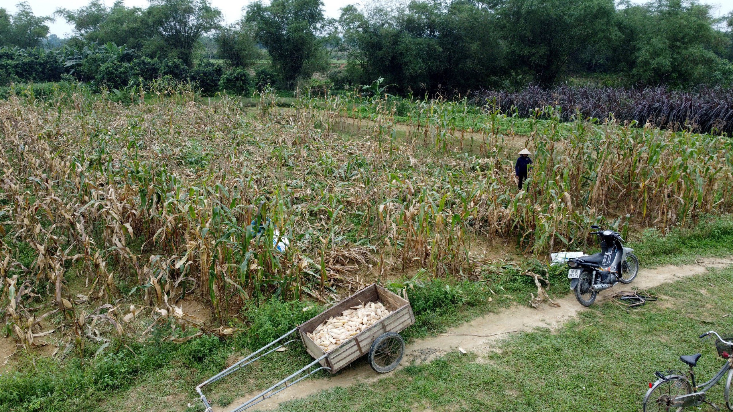 Dân sinh - Chưa xác định được nguyên nhân hơn 80 ha ngô của người dân bị chết khô (Hình 5).