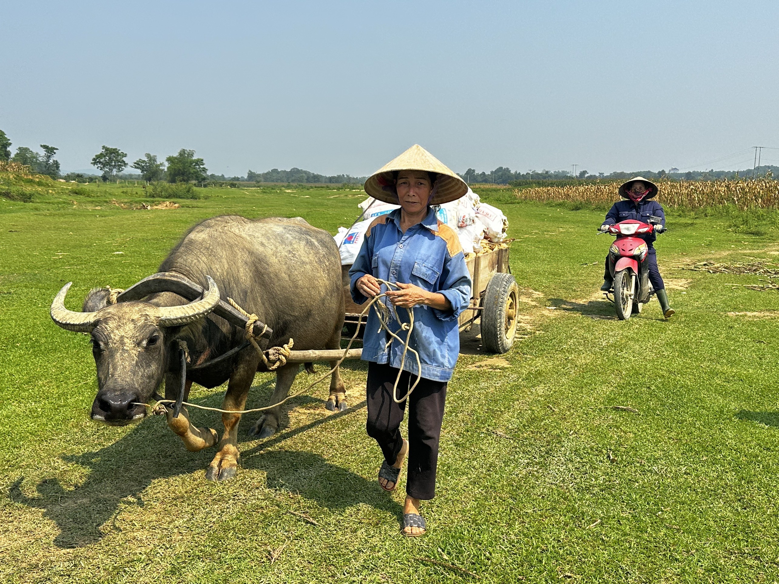 Dân sinh - Chưa xác định được nguyên nhân hơn 80 ha ngô của người dân bị chết khô (Hình 6).