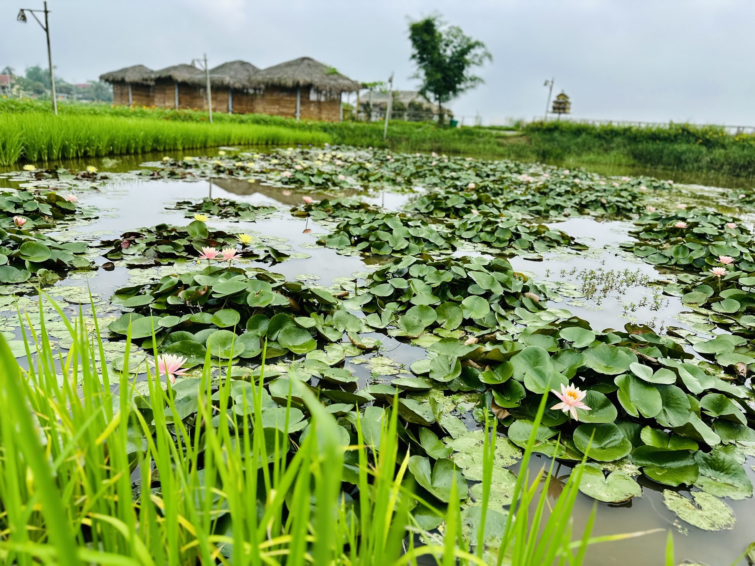 Dân sinh - Nông nghiệp hữu cơ phát triển kinh tế ven đô Thành phố Hà Tĩnh (Hình 4).