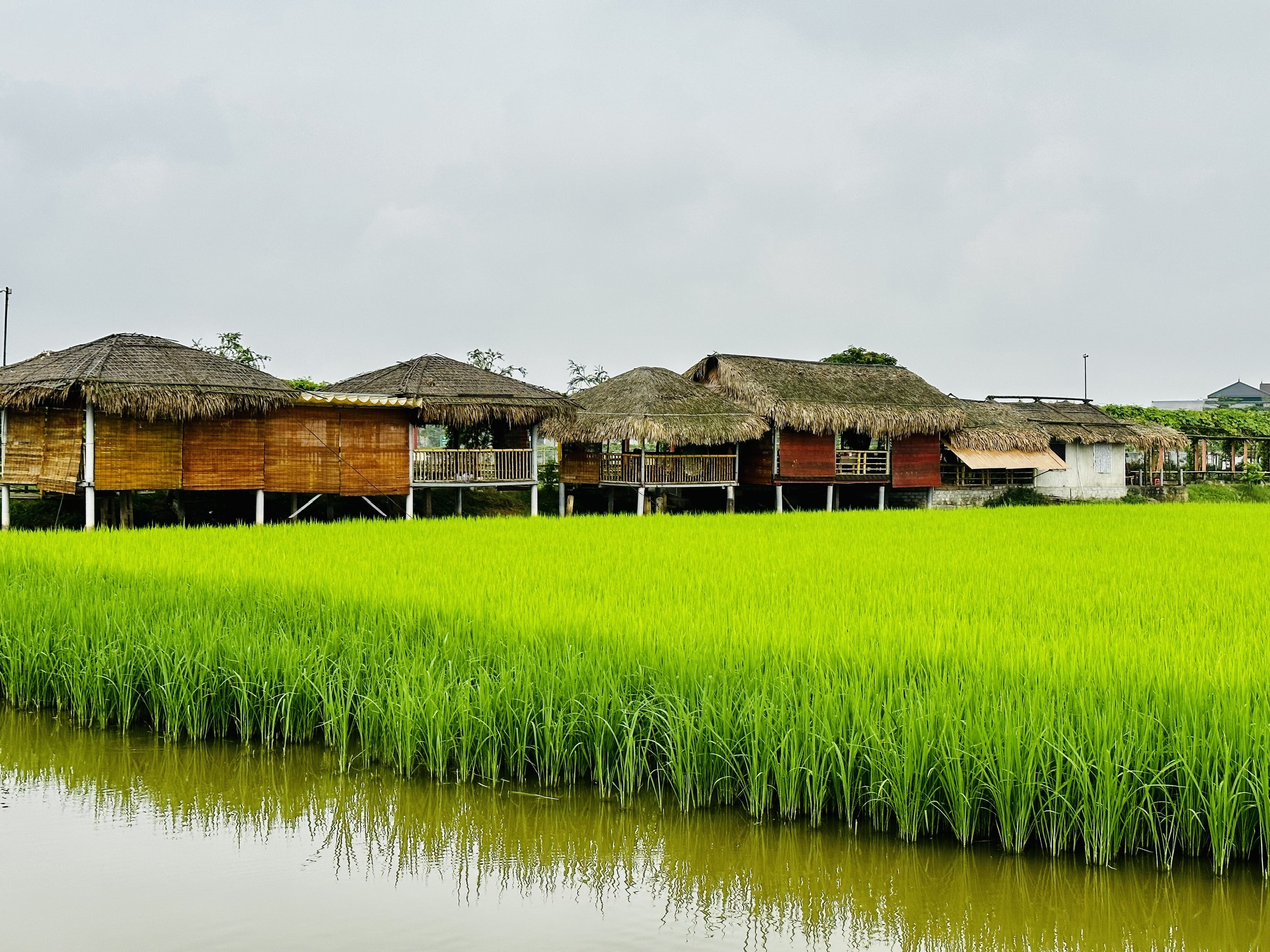 Dân sinh - Nông nghiệp hữu cơ phát triển kinh tế ven đô Thành phố Hà Tĩnh