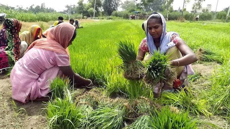 Thế giới - Ấn Độ cấm xuất khẩu gạo: Giá gạo tăng và cơ hội cho Thái Lan - Việt Nam (Hình 2).