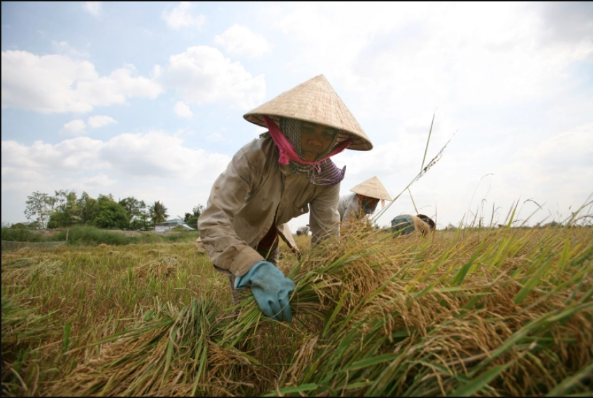 Thế giới - Ấn Độ cấm xuất khẩu gạo: Giá gạo tăng và cơ hội cho Thái Lan - Việt Nam (Hình 4).