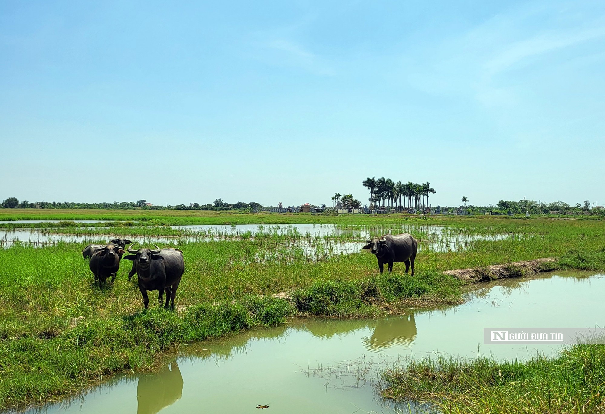 Bất động sản - Hải Phòng: Dự án của WinEco chậm triển khai, hơn 83ha “bờ xôi ruộng mật” nuôi cỏ dại