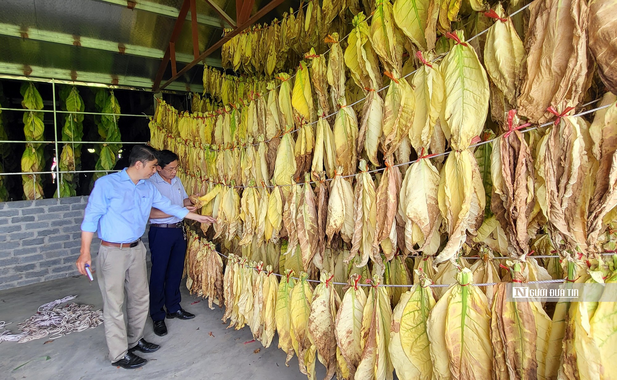 Dân sinh - Hải Phòng: Đưa “thuốc lào Tây” về trồng trên quê lúa 