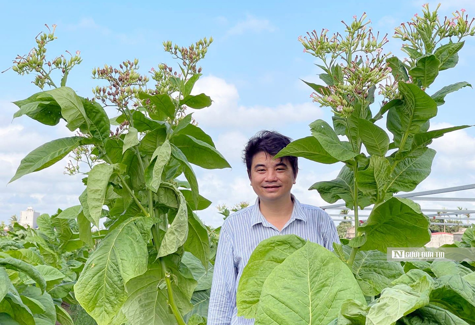 Dân sinh - Hải Phòng: Đưa “thuốc lào Tây” về trồng trên quê lúa  (Hình 3).