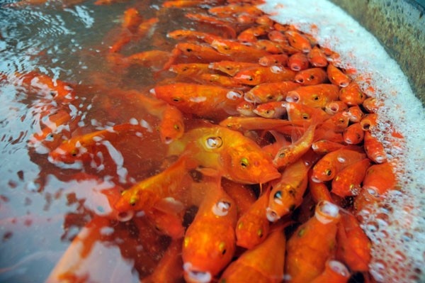 Văn hoá - Giá cá chép giảm mạnh, dân Thủ đô tất bật cúng Táo quân sớm (Hình 2).