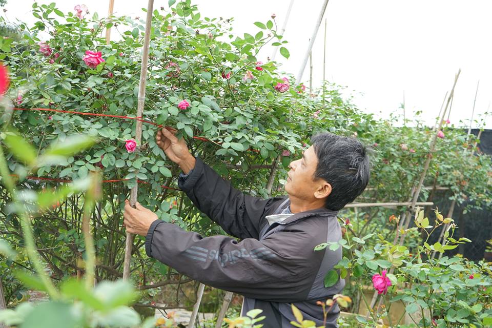 Tin nhanh - Chùm ảnh: Ngắm làng hoa hồng trăm tỷ khoe sắc sau Tết (Hình 5).