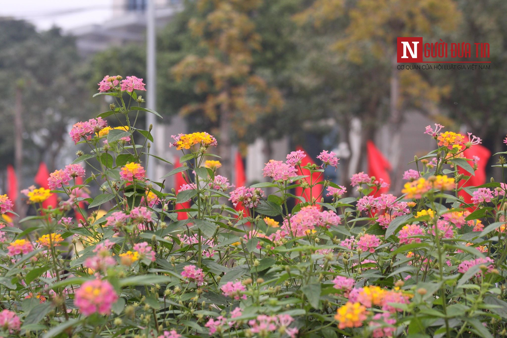 Tin nhanh - Khu công nghệ cao Hoà Lạc trang hoàng đón phái đoàn Triều Tiên (Hình 5).