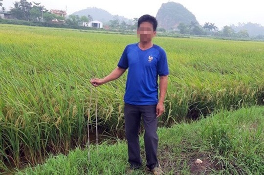 Tin nhanh - Ninh Bình: Truy tìm kẻ gian cắm que sắt xuống ruộng lúa để phá máy gặt