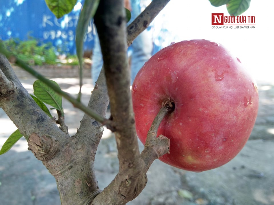 Dân sinh - Vạch trần thủ đoạn tinh vi làm giả cây táo Mỹ bán giá 'cắt cổ' ở Hà Nội (Hình 3).