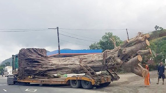 Tin nhanh - Tạm giữ xe container vận chuyển cây 'khủng', giấy tờ không hợp lệ