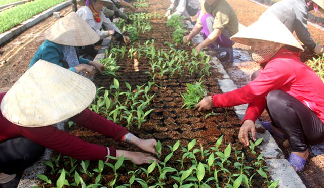 Đầu tư - Dự án nuôi bò nghìn tỷ trồng chuối: Công nhân Chăn nuôi Bình Hà không có tiền ăn tết