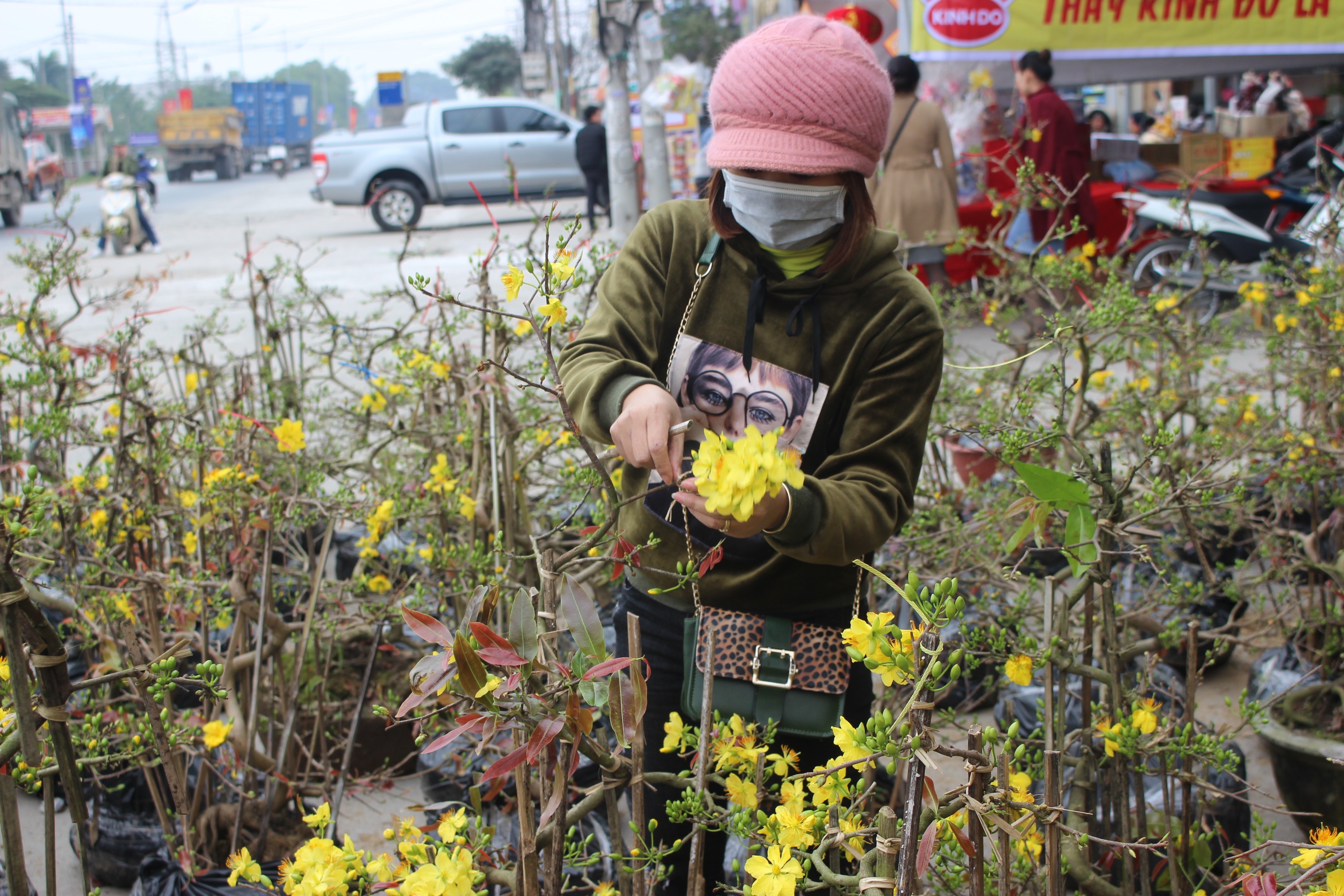 Mới- nóng - [Chùm ảnh] Đào rừng Tây Bắc, mai vàng Bình Định hòa cùng sắc xuân Thủ Đô (Hình 5).