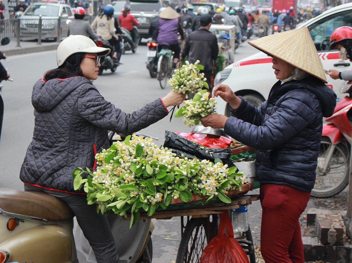 Thường hoa bưởi nở sau Tết, vào thời điểm tháng 2 – tháng 3 và trong thời gian ngắn nên nhiều người tranh thủ mua về nhà thưởng thức. Ngoài ra nhiều người cũng chọn hoa bưởi để ướp trà, ướp bột sắn hay dùng để trang trí.