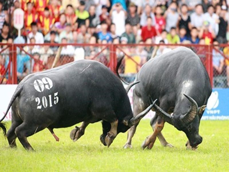 Văn hoá - Cục Văn hoá Cơ sở gửi công văn hoả tốc đề nghị không bán vé Hội chọi trâu ở Phú Thọ