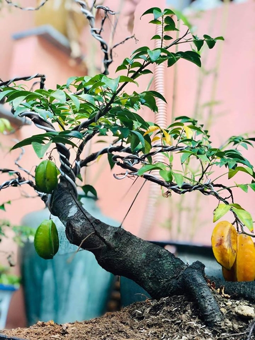 Ngôi sao - Ngôi nhà 10 tỷ của Thuý Nga ở TP.HCM có gì mà nhiều người thích thú? (Hình 4).