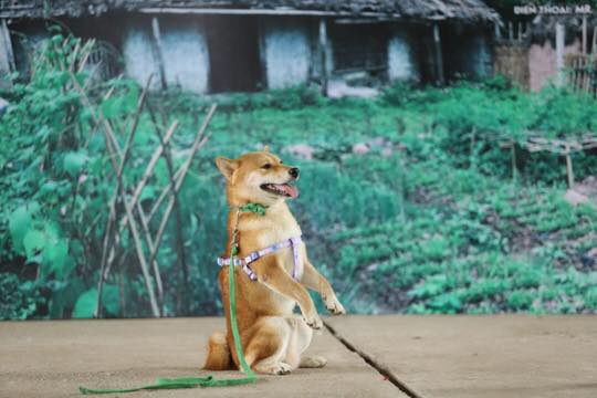 Sự kiện - Tranh cãi dữ dội việc chó Nhật đóng vai 'cậu Vàng', nhà sản xuất phản pháo
