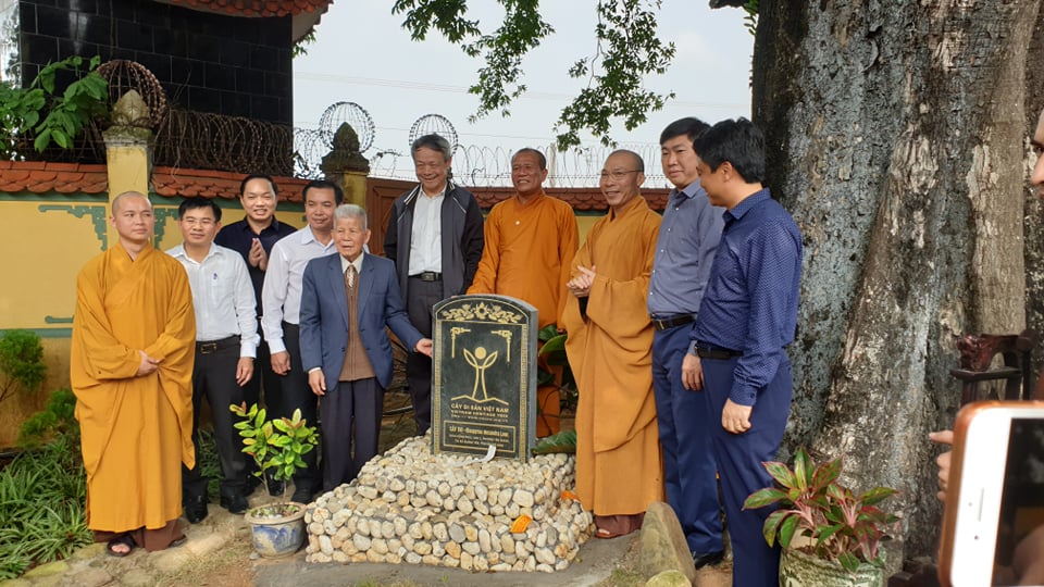 Văn hoá - Cây thị hơn 900 tuổi bên bến Bạch Đằng Giang được công nhận là cây Di sản Việt Nam (Hình 8).