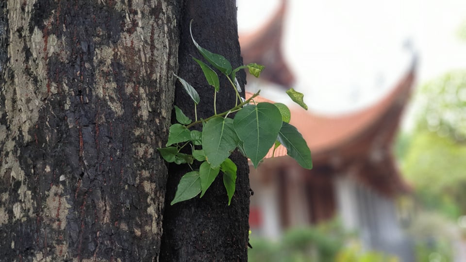 Văn hoá - Cây thị hơn 900 tuổi bên bến Bạch Đằng Giang được công nhận là cây Di sản Việt Nam (Hình 9).