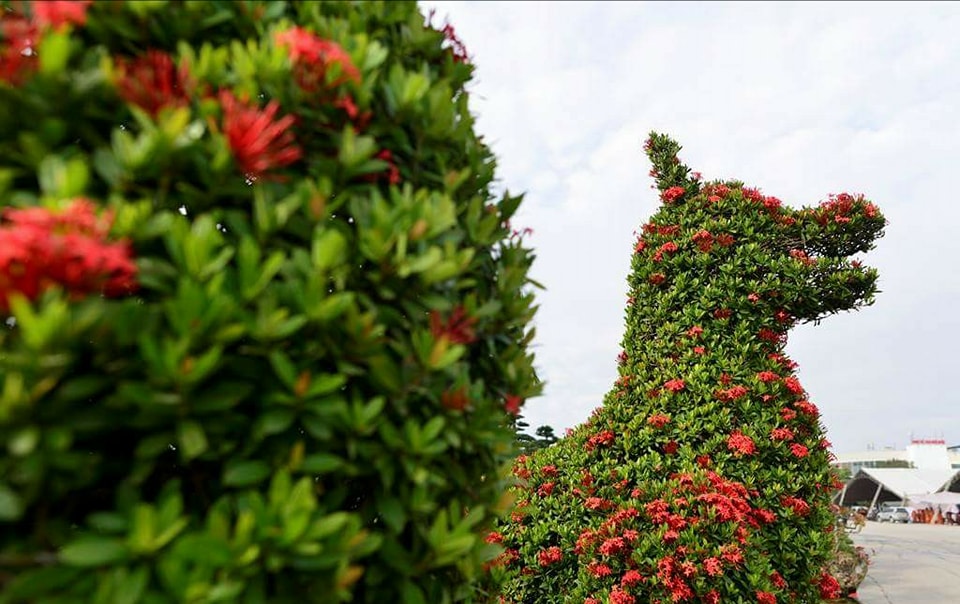 Theo nhiều nghệ nhân trồng cây ảnh, hoa mẫu đơn có thân mềm, rất sai hoa và nở quanh năm. Đây là những điểm thuận lợi để tạo, uốn thế cây cảnh.