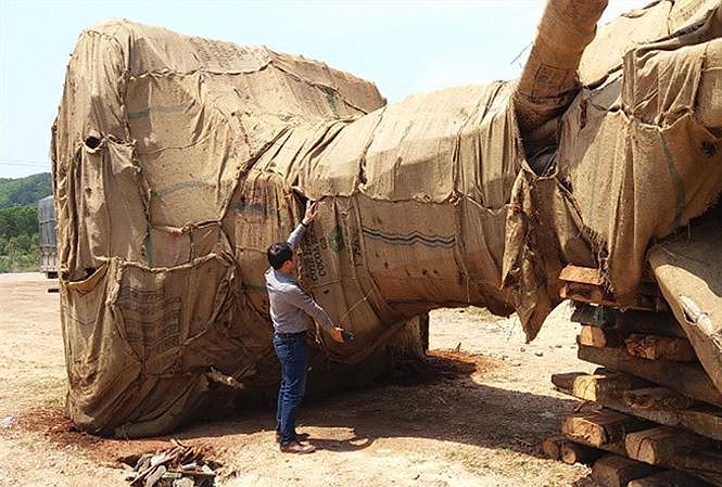 Vụ cây 'quái thú' qua nhiều tuyến đường: Không phát hiện do lực lượng mỏng?