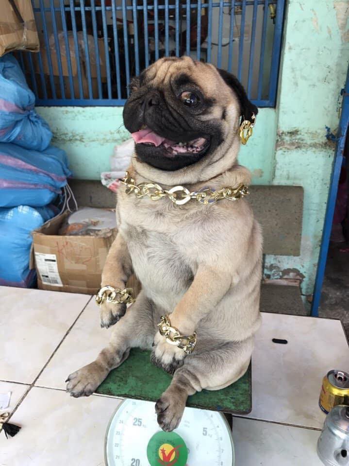 Chú chó pug đang được cư dân mạng vô cùng thích thú với những phụ kiện thể hiện sự sang chảnh, giàu có.