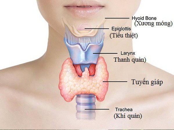 Sức khỏe - Những điều cần biết về bệnh tuyến giáp mà Hoa hậu Phạm Hương mắc phải