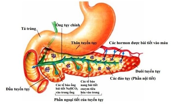 Sức khỏe - Thanh niên 20 tuổi tử vong vì viêm tụy cấp: Bệnh nguy hiểm thế nào?