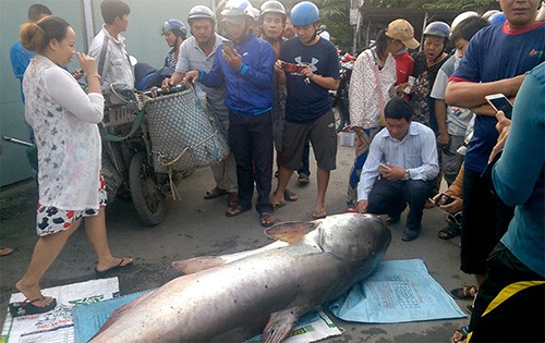 Dân sinh - Tận mắt ngắm cá tra dầu “khủng” được đưa từ Campuchia về Việt Nam (Hình 2).