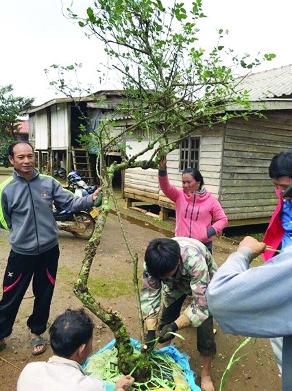 Dân sinh - Dân “săn” cây kể chuyện mua bán hồng cổ độc nhất vô nhị (Hình 2).