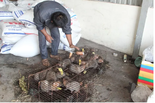 Môi trường - Quảng Trị: Vướng thẩm quyền xử lý, hàng chục cá thể động vật hoang dã có nguy cơ chết dần