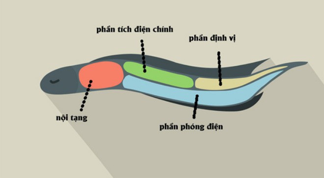 Cộng đồng mạng - Giải mã bí ẩn loài cá có khả năng tạo ra điện có thể giết được cá sấu nhưng bản thân “bình an vô sự” (Hình 2).