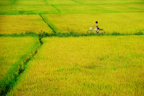 Thèm một vé trở về tuổi thơ mùa lúa chín (Hình 2).