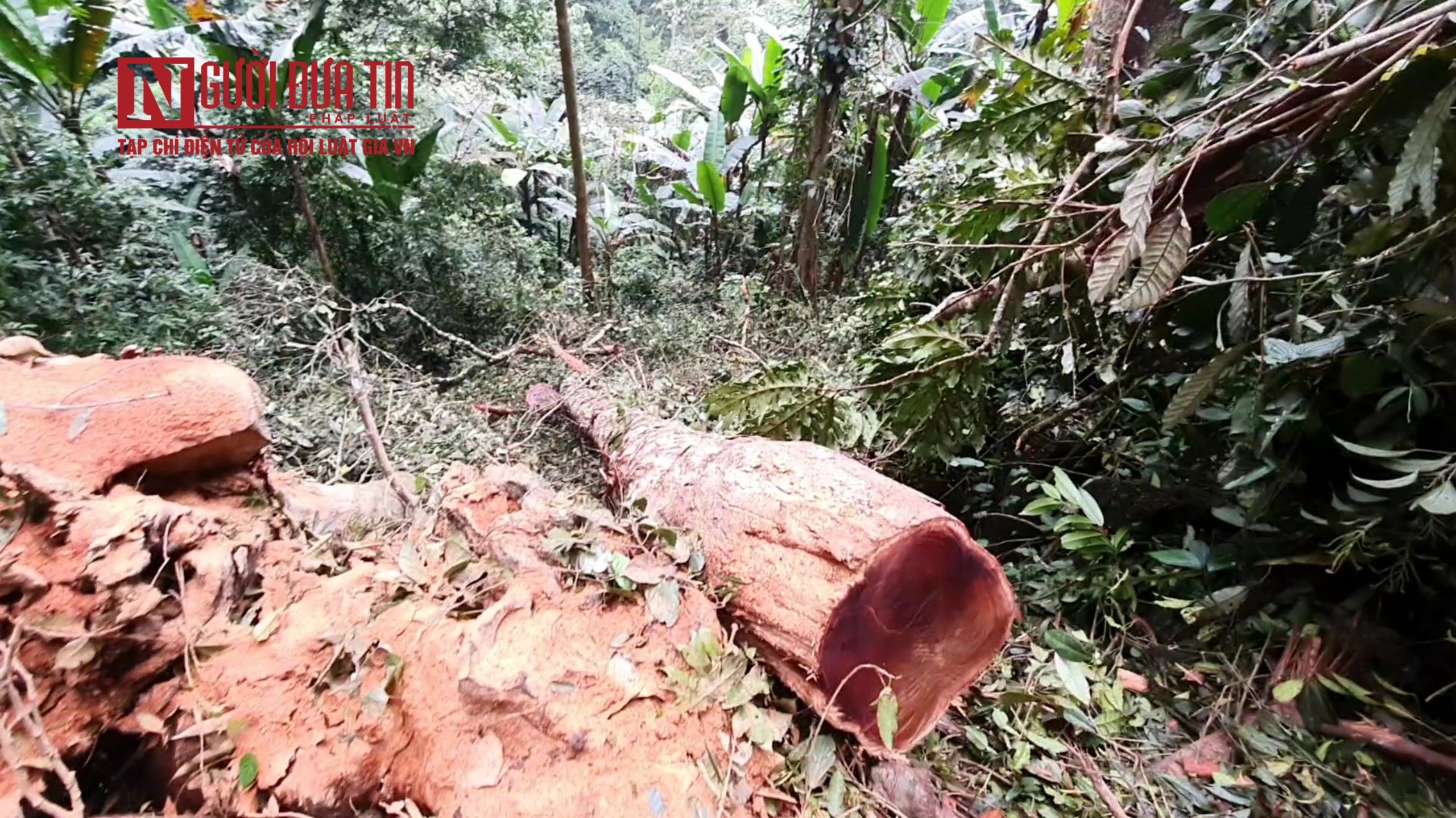 Tiêu dùng & Dư luận - Tuyên Quang: Phát hiện gỗ nghiến bị chặt hạ tại huyện Chiêm Hoá (Hình 2).