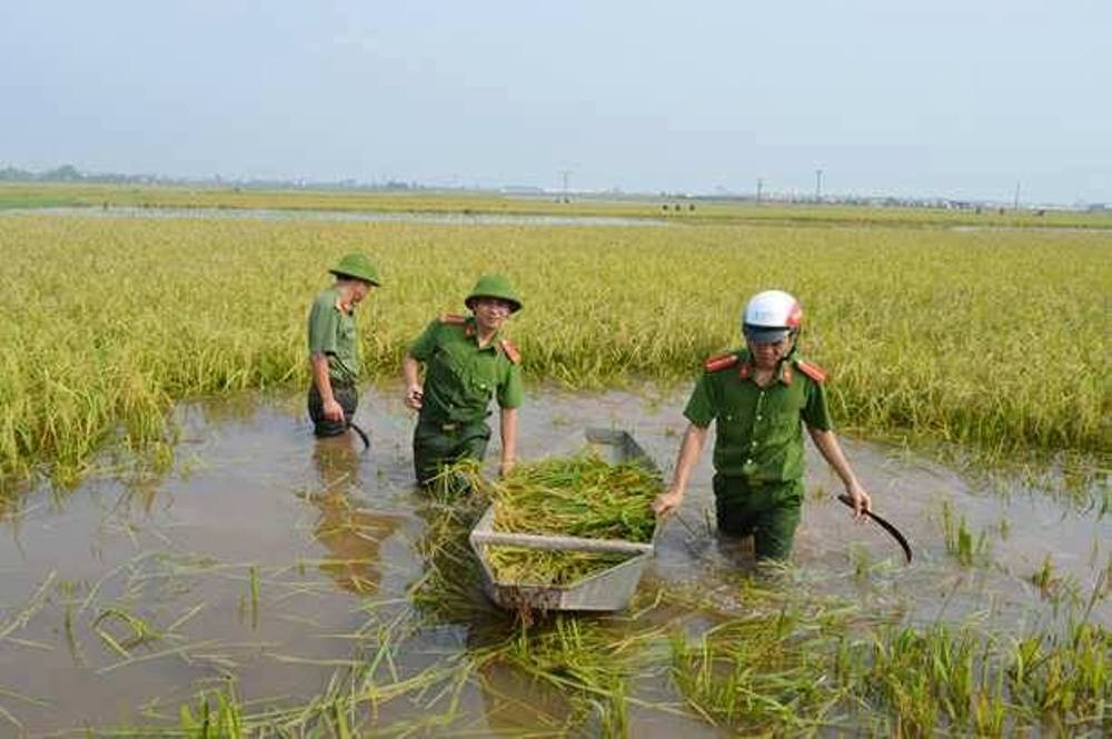 Xã hội - Thái Bình: Công an, quân đội gặt lúa giúp dân tránh bão (Hình 2).