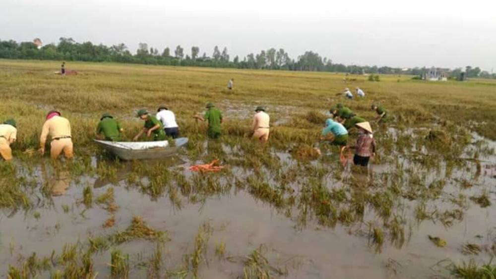 Xã hội - Thái Bình: Công an, quân đội gặt lúa giúp dân tránh bão (Hình 3).