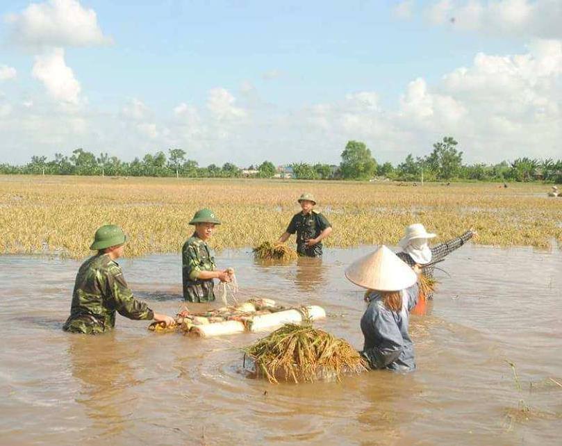 Xã hội - Thái Bình: Công an, quân đội gặt lúa giúp dân tránh bão (Hình 5).